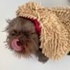 Microfiber Pet Drying Towel with Hand Pockets