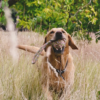 hemp_brand_mood_4414b34d-c119-4b9e-9bc7-664eba0614c3-299889_1944x_1.png Beco Hemp Rope with Ball on Loop